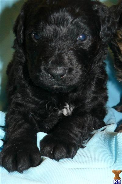 Bernese Mountain Dog Puppies for Sale