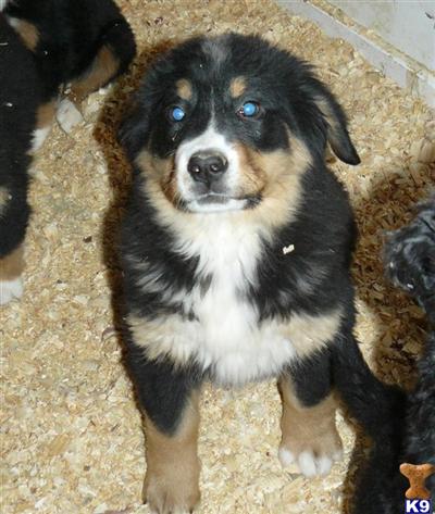 Bernese Mountain Dog Puppies for Sale