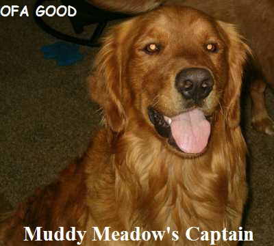 Golden Retriever Puppies for Sale