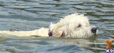 Goldendoodles Puppies for Sale