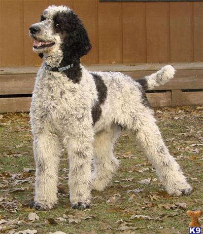 Labradoodle Puppies for Sale