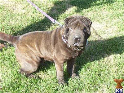 Dogs - Chinese Shar-Pei