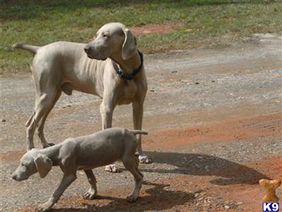Weimaraner Puppies for Sale