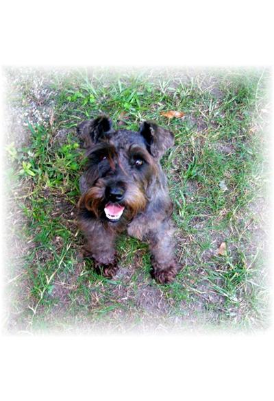 Dogs - Miniature Schnauzer