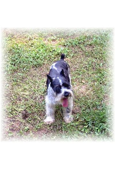 Dogs - Miniature Schnauzer
