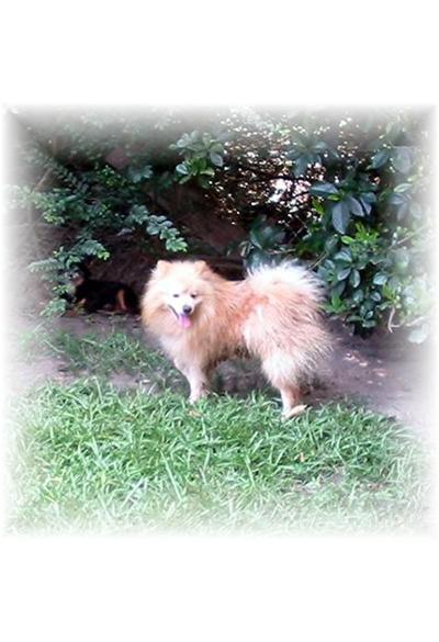 Dogs for Sale in MS