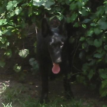 Dogs - German Shepherd