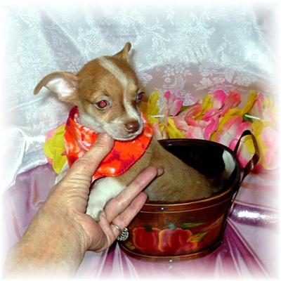 Dogs - Chihuahua