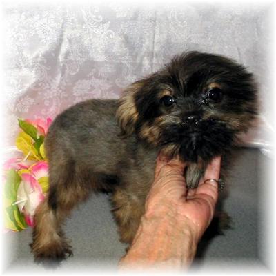 Puppies in MS