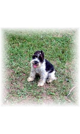 Dogs - Miniature Schnauzer
