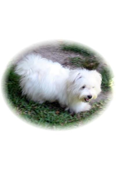 Dogs for Sale in MS