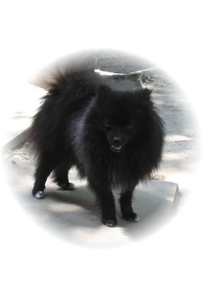 Dogs for Sale in MS