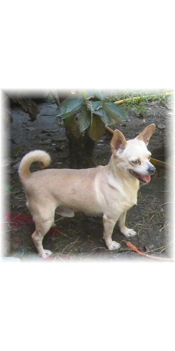 Dogs - Chihuahua