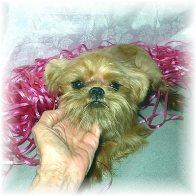 Dogs for Sale in MS