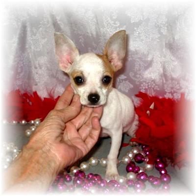 Puppies in MS