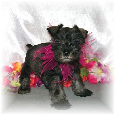 Puppies in MS