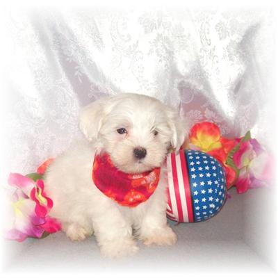 Puppies in MS