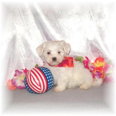 Puppies in MS