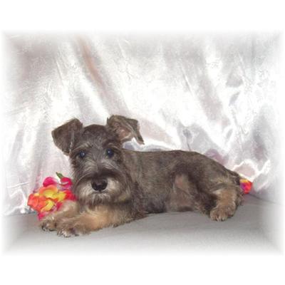 Puppies in MS