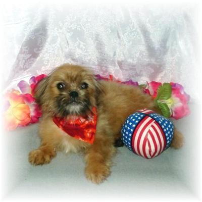 Puppies in MS
