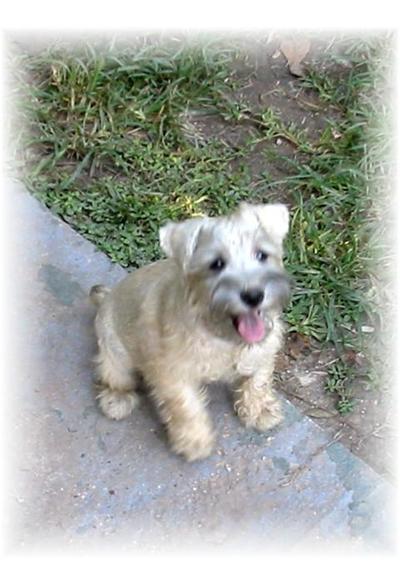 Dogs - Miniature Schnauzer