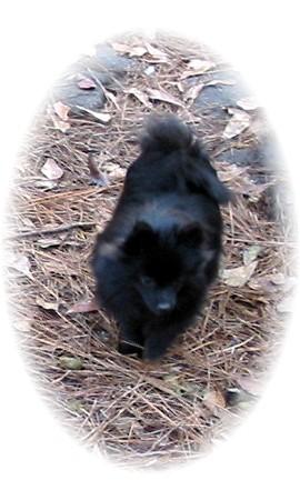 Dogs - Pomeranian