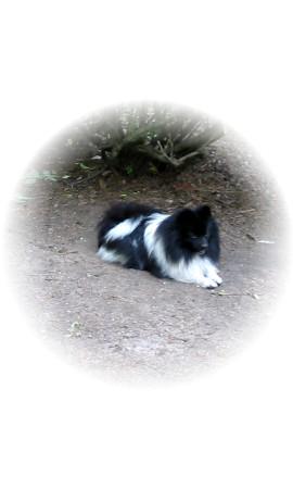 Dogs - Pomeranian