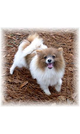 Dogs - Pomeranian