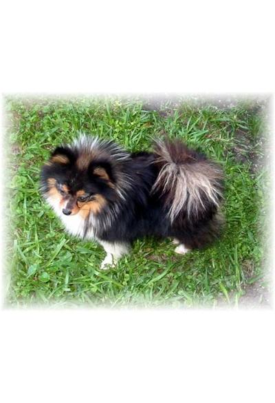 Dogs - Pomeranian