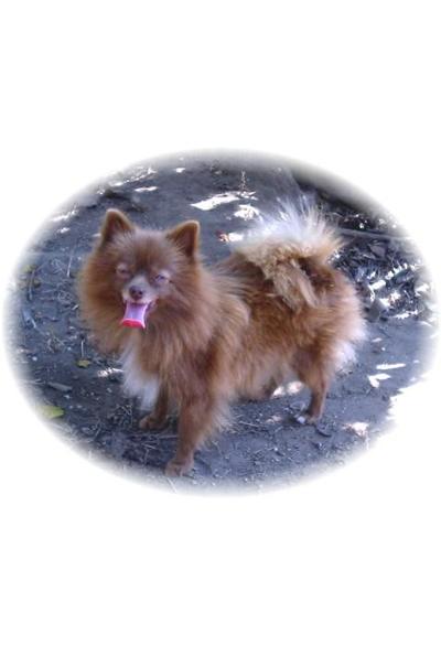 Dogs - Pomeranian