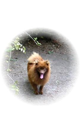 Dogs - Pomeranian