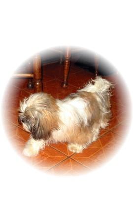 Dogs - Shih Tzu