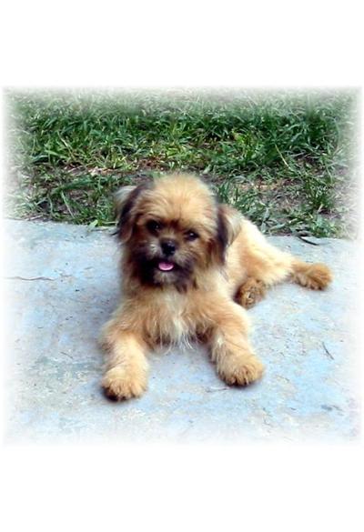 Mixed Breed Puppies for Sale