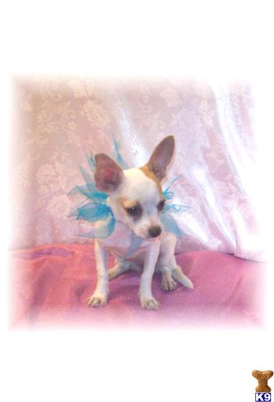 Dogs for Sale