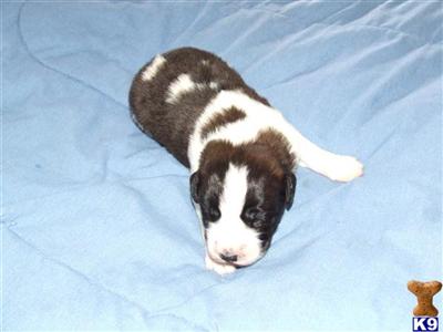 Saint Bernard Puppies for Sale