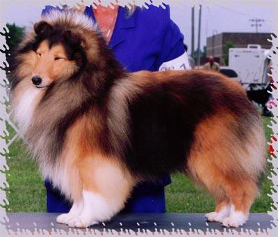 Stud Dogs - Shetland Sheepdog