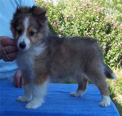 Shetland Sheepdog Puppies for Sale