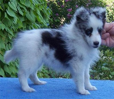 Shetland Sheepdog Puppies for Sale