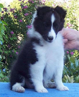 Shetland Sheepdog Puppies for Sale