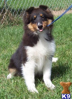Shetland Sheepdog Puppies for Sale