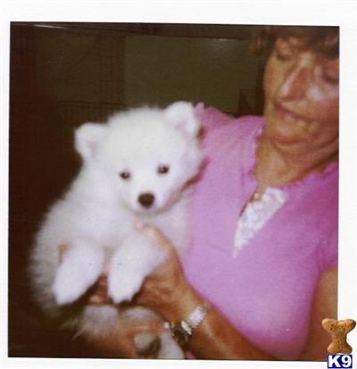 American Eskimo Dog Puppies for Sale