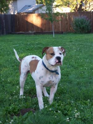 Stud Dogs - American Bulldog