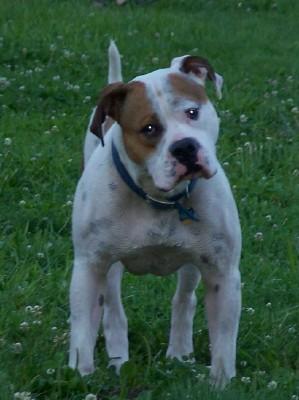 Stud Dogs - American Bulldog