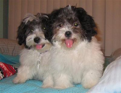 Dogs - Maltese
