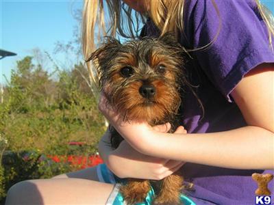 Silky Terrier Puppies for Sale