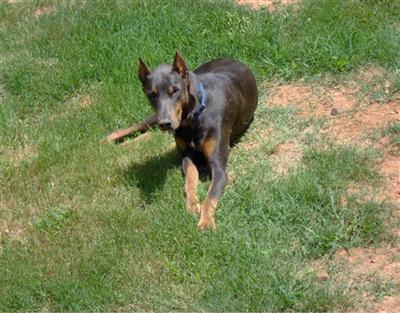 Stud Dogs - Doberman Pinscher