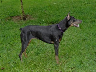 Dogs for Sale in AL