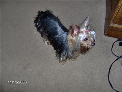 Stud Dogs - Yorkshire Terrier