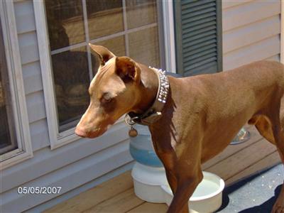 Stud Dogs - Doberman Pinscher