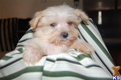 Puppies in MA